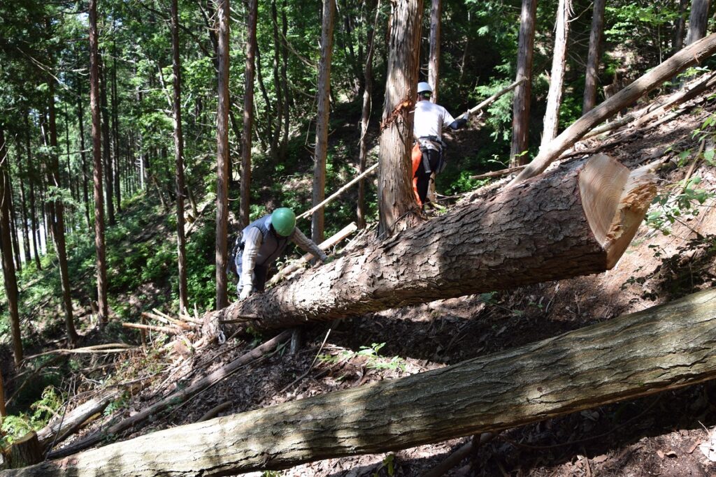 ヒメコマツを切り倒した様子