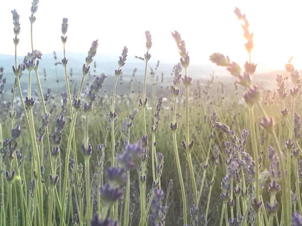 ラベンダーオカムラサキ