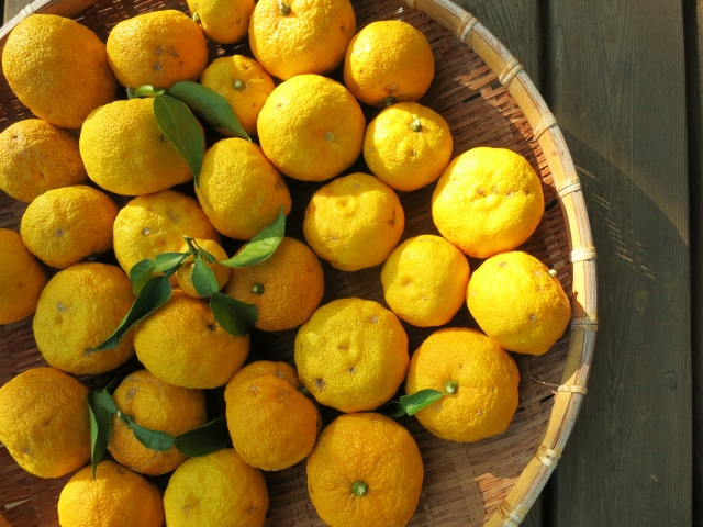 柚子の実